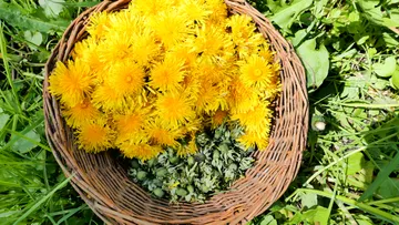 Ein Korb voll gelben Löwenzahnblüten im Gras.