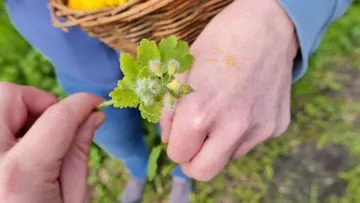 One hand is holding a green branch while the other hand is showing a flower.