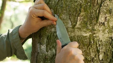 Hands cut into tree bark with a knife.