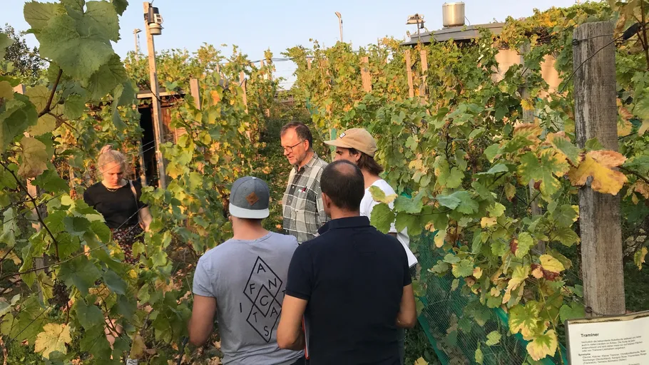 Gruppe von Menschen bespricht Pflanzen in Weinbergumgebung.