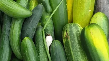 Green and yellow cucumbers are packed close together.
