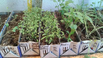 Small plants grow on tables in recycled packaging.