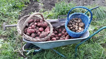 Wheelbarrow with potatoes in two baskets on grass.