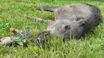 Wildschwein liegt tot im Gras, umgeben von Lavendelstrauß.