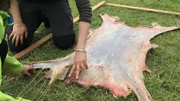 Hides are spread out and processed on grass.
