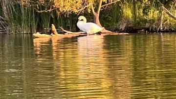 Schwan steht auf einem Baumstamm im ruhigen Wasser.