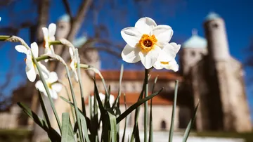 White flowers bloom against a historic building backdrop under a blue sky.