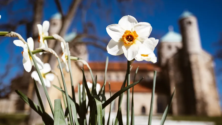 Weiße Blume blüht vor historischer Gebäude-Kulisse unter blauem Himmel.