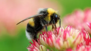 Biene nascht Nektar von pinken Blüten in einer Wiese.