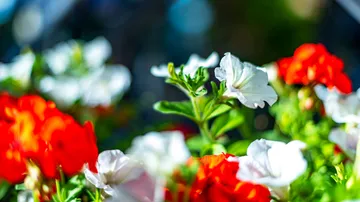 Bunte Blumen blühen in einem sonnigen Garten.