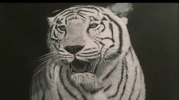 Weißer Tiger sitzt, schaut aufmerksam in dunkler Umgebung.