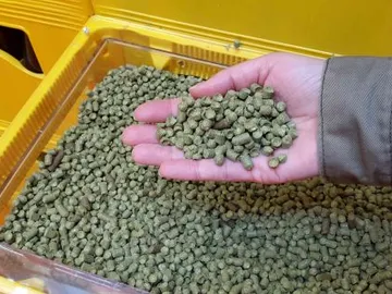 Wie riecht Hopfen?
