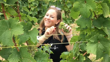 Woman harvests grapes in a vineyard full of plants.