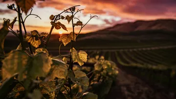 A landscape with vineyards at sunset.