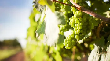 Green grapes grow on an outdoor grapevine.