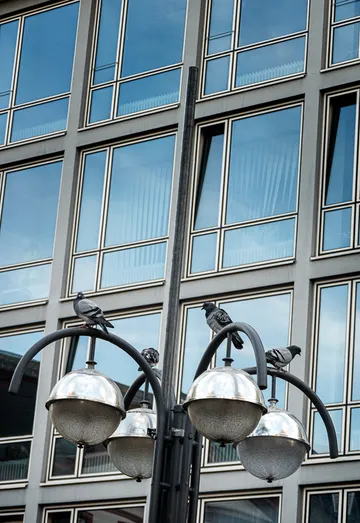 Tauben sitzen auf einer Lampe vor einem modernen Gebäude.