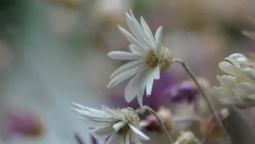 White flowers stand surrounded by a blurred background.