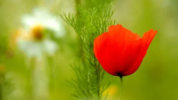 Rote Blume wächst zwischen grünem Blattwerk und verschwommenem Hintergrund.
