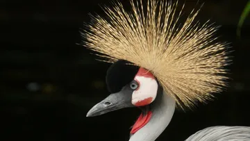 Crane with a distinctive feather hood against a dark background.