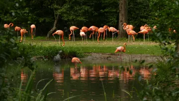 Flamingos stand on the banks of a quiet pond.