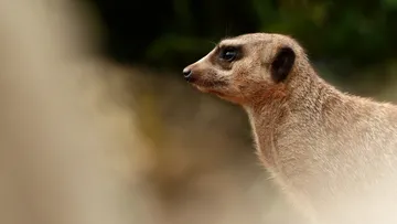 Meerkat stands alert in a natural environment.