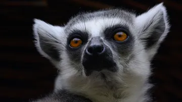 Lemur mit orangefarbenen Augen schaut aufmerksam in die Kamera.
