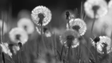 Pusteblumen stehen in einem unscharfen, grünen Feld.
