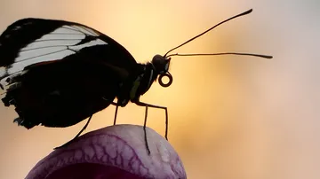 Butterfly sits on a flower against a blurred background.