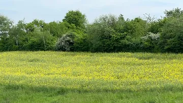 Yellow flower field is blooming in a green forest.