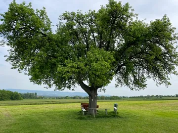 Large tree stands surrounded by a green meadow.