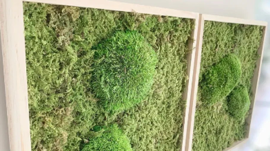 Green moss picture with round moss shapes in wooden frame.