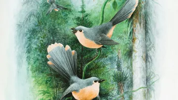 Drei Vögel singen und fliegen im dichten Wald.