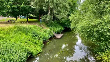 Ein Steg am ruhigen Flussufer in üppiger Vegetation.