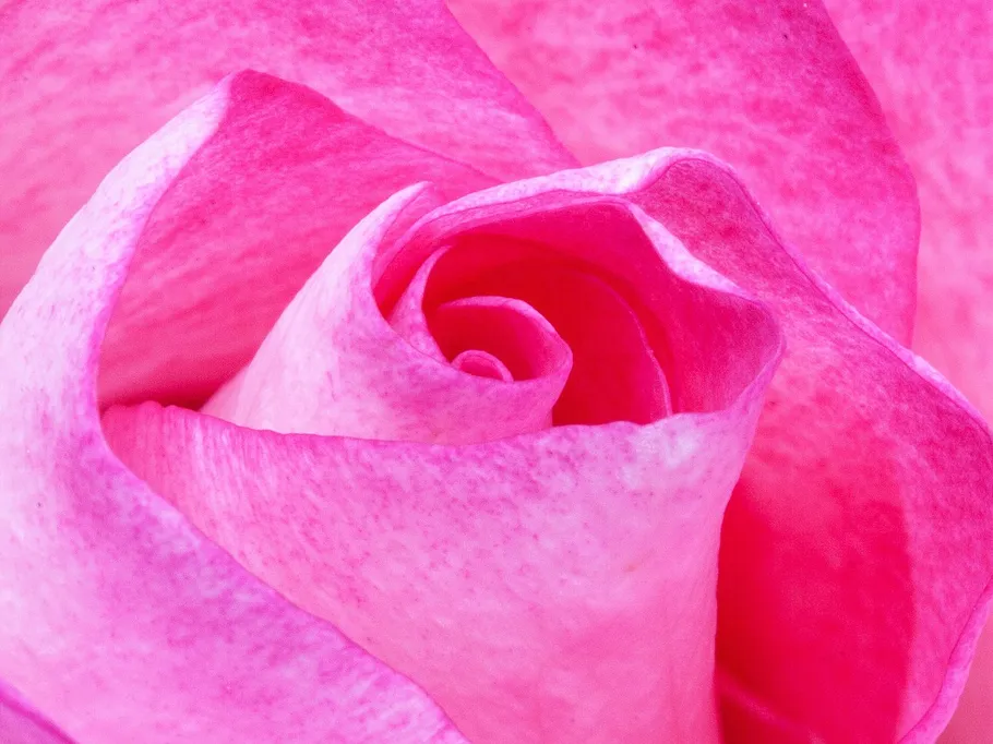 A pink rose unfolds its petals in detail.