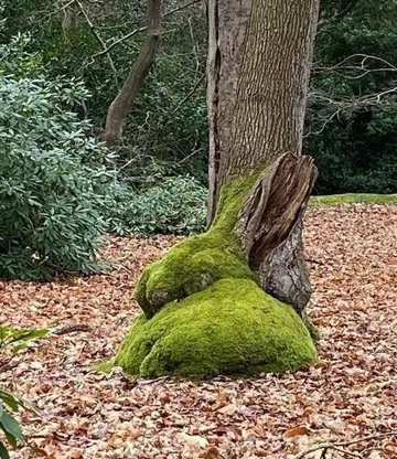 There is a tree with moss-covered soil in the forest.