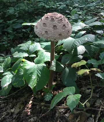 A mushroom stands on the forest floor among green leaves.