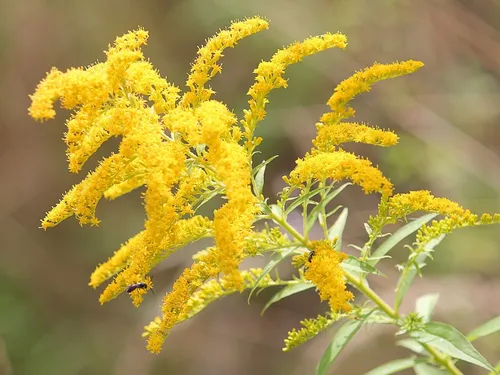 Yellow flowers grow while a bee collects nectar.