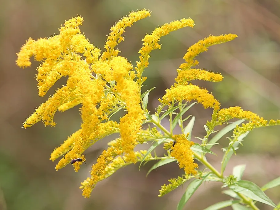 Gelbe Blüten wachsen, während eine Biene Nektar sammelt.