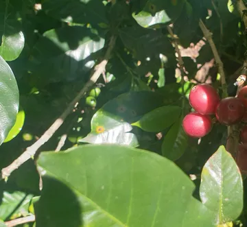 Rote Beeren wachsen an einem Kaffeebaum in Sonne.