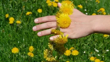 Hand holding yellow dandelion flowers in green fields.