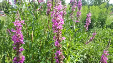 Lila Blumen wachsen in einem grünen Feld.