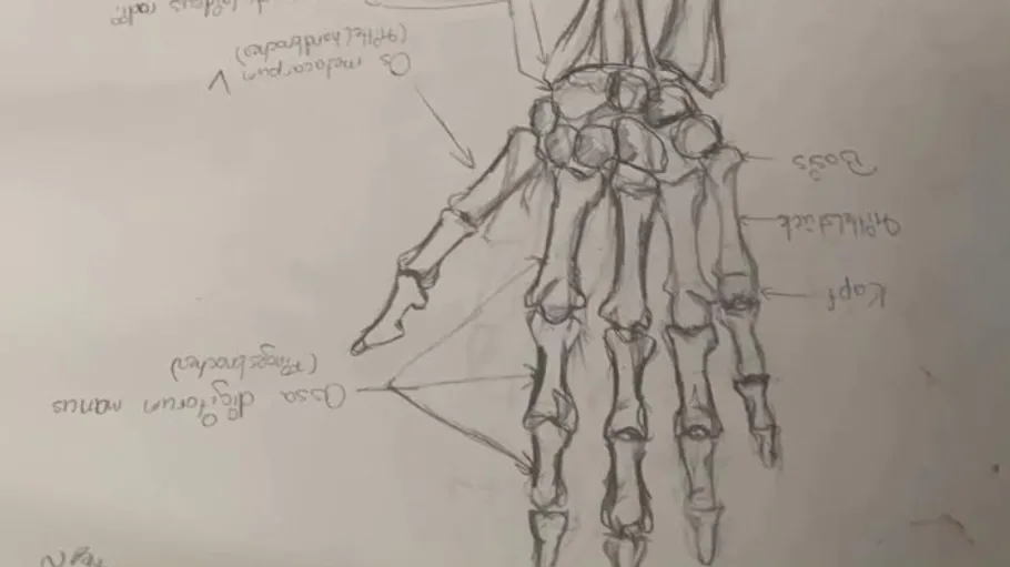 Drawing of a human hand bone, with inscriptions.
