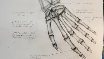 Hand skeleton with lettering shows joints and movements.
