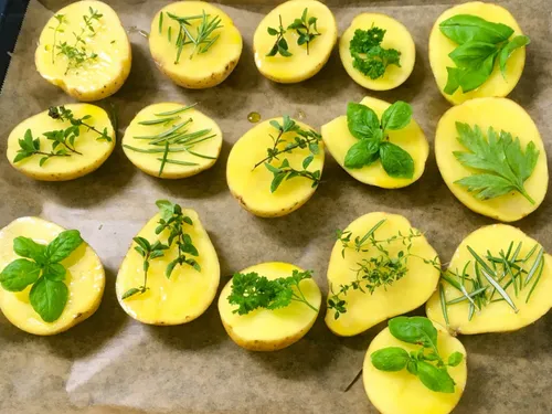 Kartoffelscheiben mit verschiedenen Kräutern auf Backpapier angeordnet.