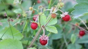 Strawberries grow on plants surrounded by green foliage.