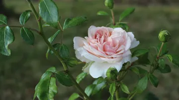 Rose blossoms unfold surrounded by green leaves.
