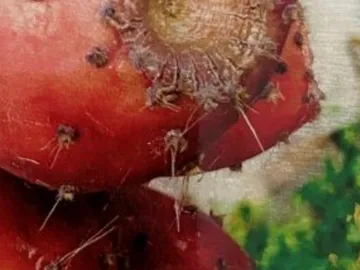 Rote Kaktusfeigen mit Stacheln, im natürlichen Umfeld sichtbar.