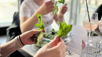 Hände pflücken frische Minzblätter am Tisch.