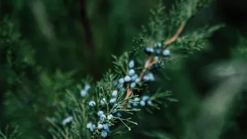 Zweig mit blauen Beeren vor grünem Hintergrund.