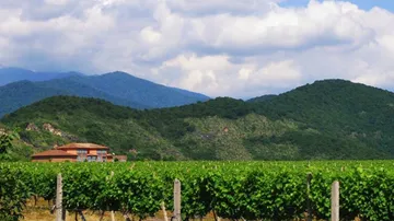 Vineyards grow under a blue sky with mountains.